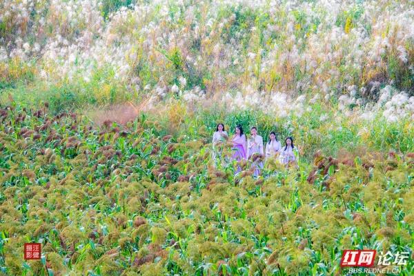 在红穗白苇间，书院洲的秋日仙境已上线