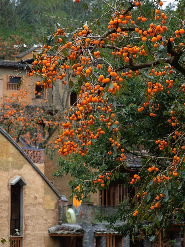 追柿归来！屏南3个古村落亲测好拍好玩好美！建议两天一夜游
