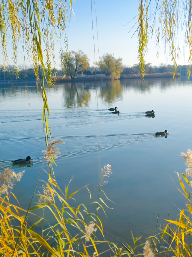 动静皆是景！踏进圆明园的冬日画卷