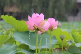 快来这里看看别样的雨中荷花吧~图片