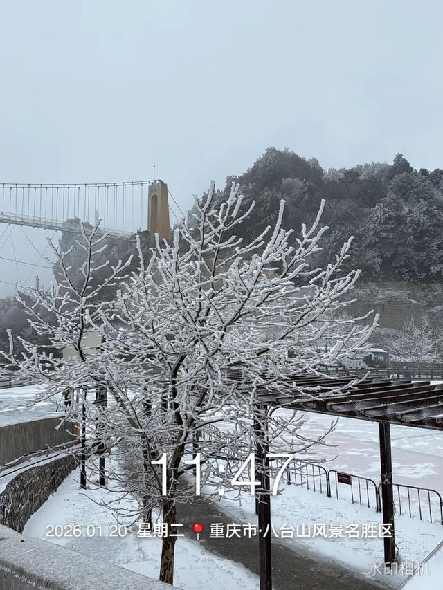 刚刚！凤凰山下雪啦！是真的！