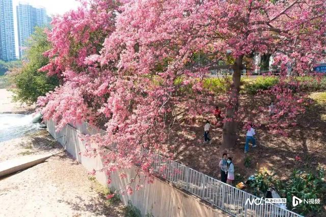 转角遇花海，深圳一地被“挤爆”！网友：怎么拍？求赐教