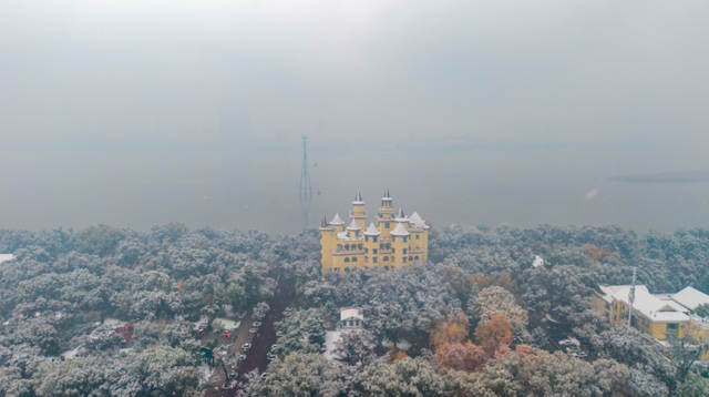 “白雪滤镜”加持，哈尔滨美成童话！熊猫撒欢、雪映枫叶，一起看雪趣大片——