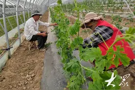 小村增收新路子，苦瓜种出“甜日子”图片