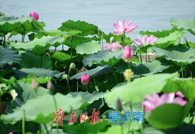 一年四季 泉在济南丨“荷”其有幸相约泉城，济南第39届荷花艺术节开幕了