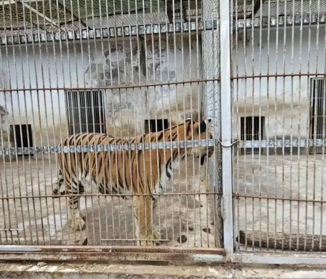 票价20元！最“寒酸”动物园火了！仅有一位七旬安徽宿州老人管理