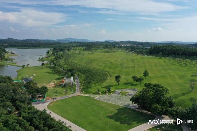 大雪节气后花城现花海！马岭观花植物园80亩三角梅盛花迎客
