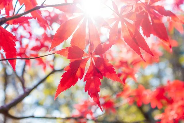 福建暖冬，又是一年好“枫”景