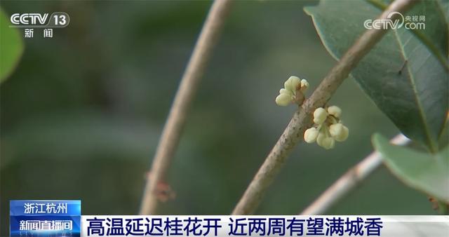桂花飘香、胡杨金黄、黄栌换上五彩“盛装” 秋日中国铺展斑斓好风光