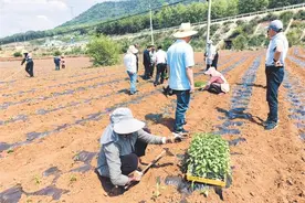 宣威市：种新品种辣椒 助力乡村振兴图片