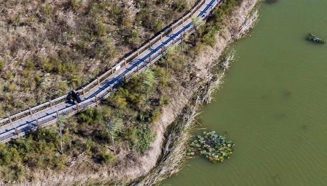 在秋冬的诗行里，尽赏“芦花飞雪”落中原！