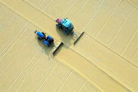 山东东营：农民抢抓时节翻晒玉米图片