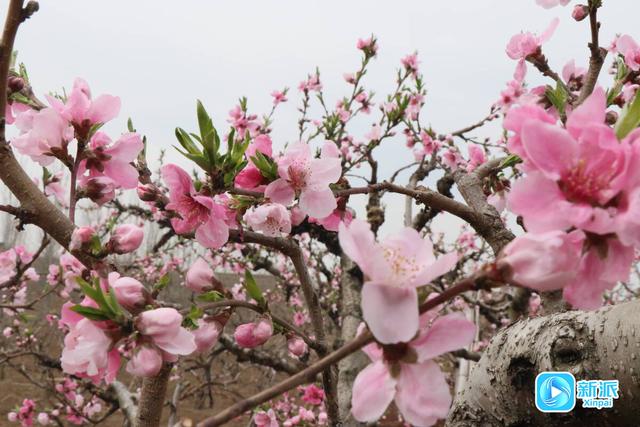 不负春日好时光，潍坊赏花指南请收好
