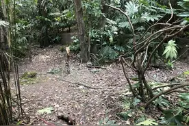 保护动物仙八色鸫迁徙路过长风公园，数百名大爷诱拍引争议！小鸟喂成小企鹅，停留十多天恐耽误迁徙路图片