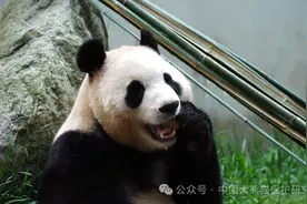 “福宝”6月12日见面会将限流，目前多个平台已无法预订门票图片