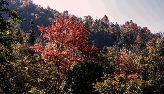 鹤峰邬阳 冬日桃源