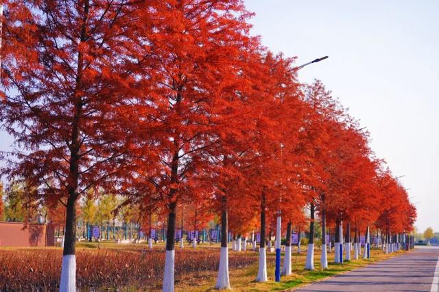 松滋冬日限定“红”，就在稻谷溪