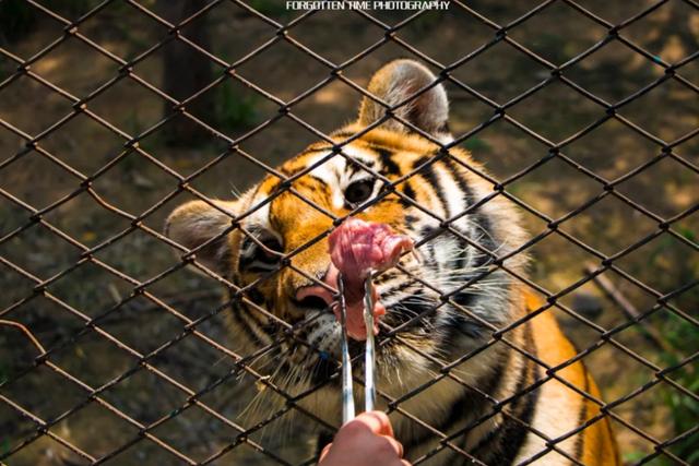 【独立营】小记者冬令营启程!一起感受北纬45°的冰雪童话王国