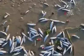 烟台莱山海域出现大量死鱼， 官方回应:系暴雨把淡水鱼冲到海里死亡，相应部门会去清理。图片