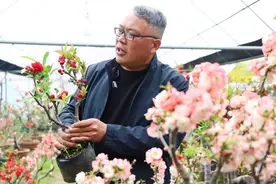 临沂汤河镇：海棠产业蓬勃发展 助力乡村振兴与农户增收图片