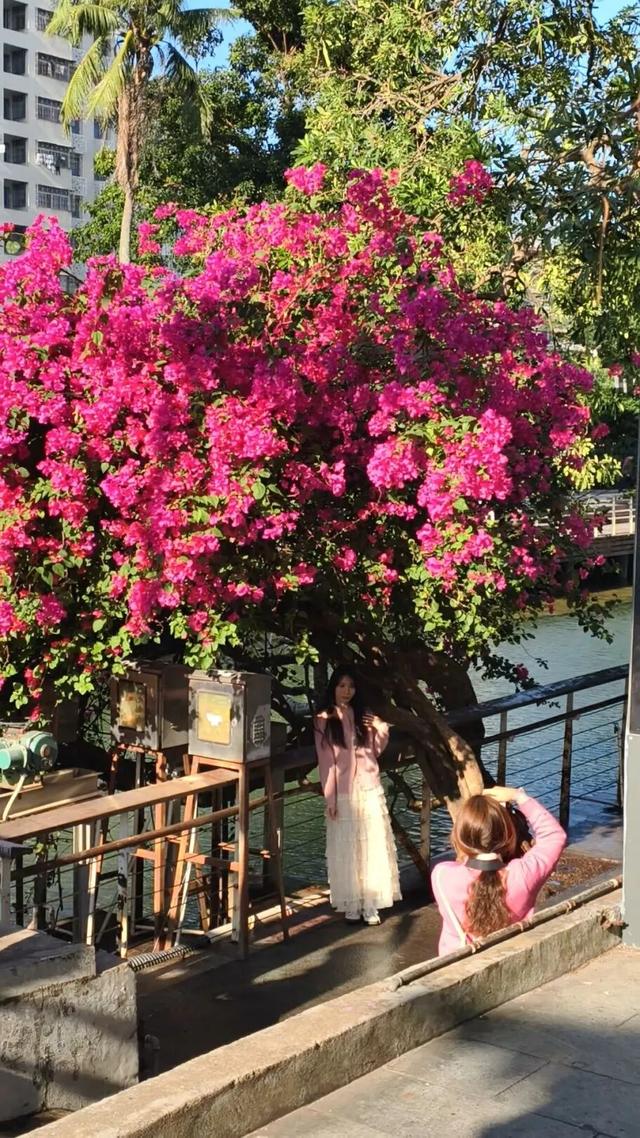 海口新晋打卡点？海口大同桥，因为TA火了→