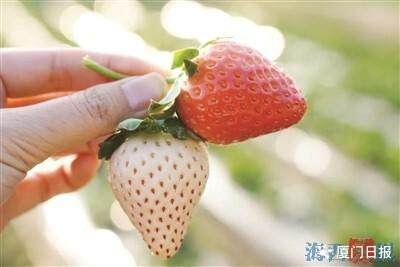 海沧草莓、集美脐橙、同安青提、翔安洋桔梗……岛外各区花果飘香邀您趣玩