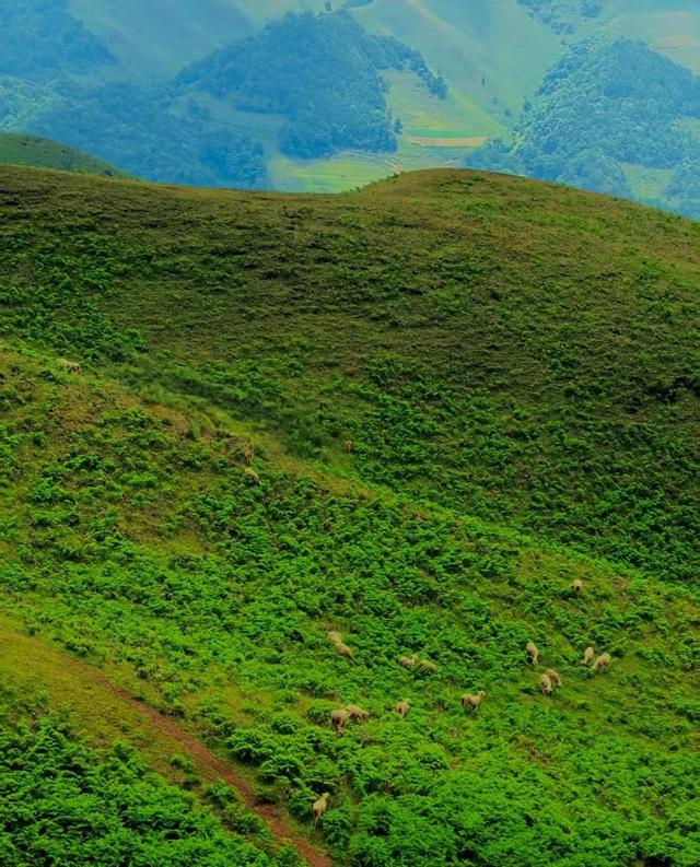 暑假带娃徒步+露营！昆明必去的6个高山草原，凉爽舒心，星空野餐两不误！