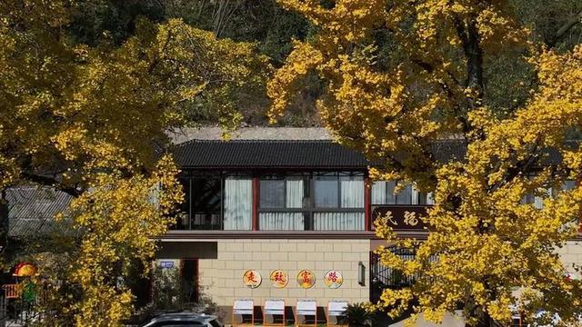 湖北长阳：初冬限定景致！817岁古樟见证1007岁雄银杏和547岁雌银杏的四季情书