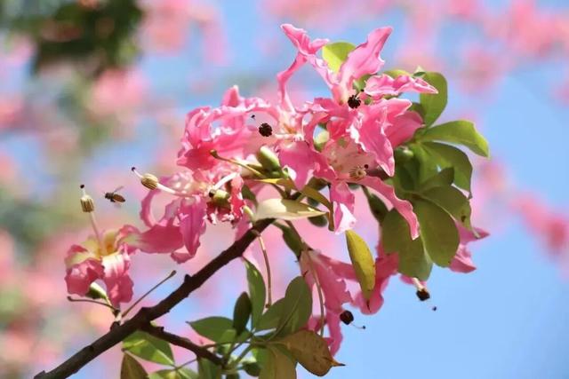 一秒圈“粉”！湛江这片浪漫花海，谁拍谁好看！