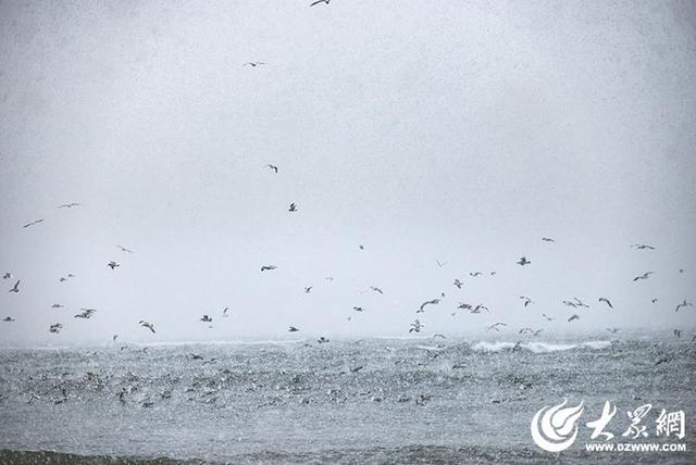 四季予你｜烟台：雪舞海畔，海鸥争涛
