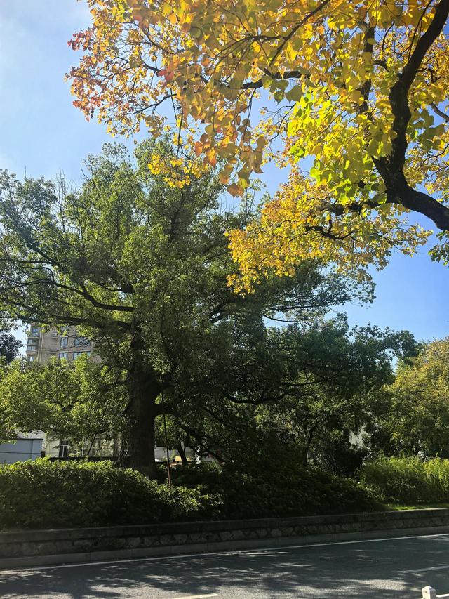 晚潮｜乌桕染秋路　霜叶读杭城