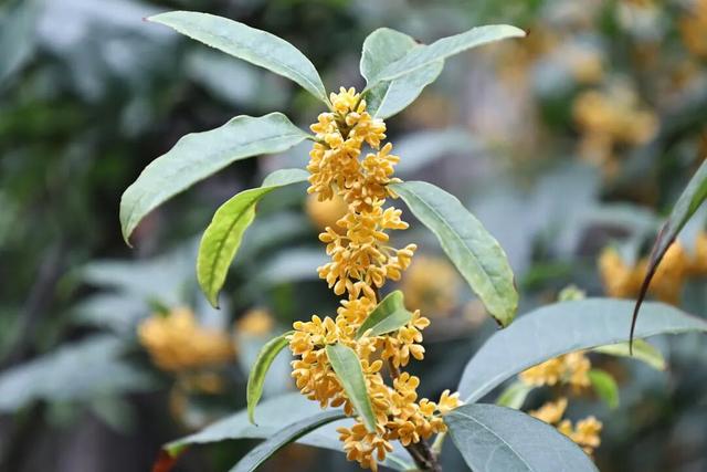 西安因你而美 | 满城尽染 “桂” 花香 这份秋日限定请查收