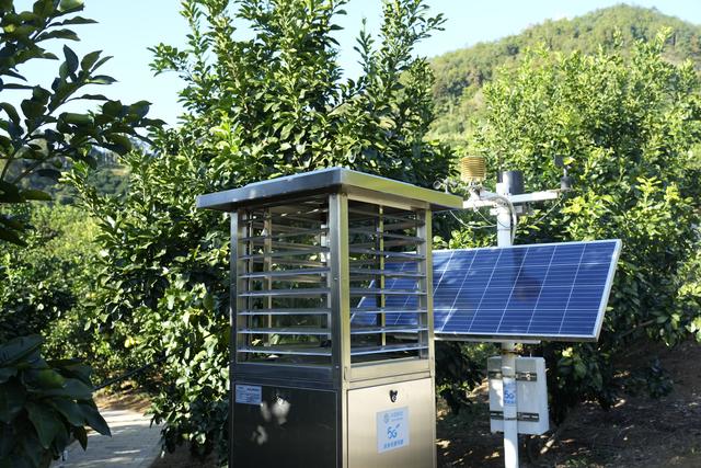 第1视点｜乡村振兴路 金柚正飘香