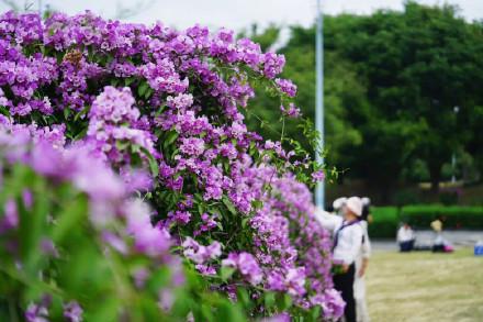 美呆了！南宁大片紫色花盛开！层层叠叠，如同紫色的瀑布