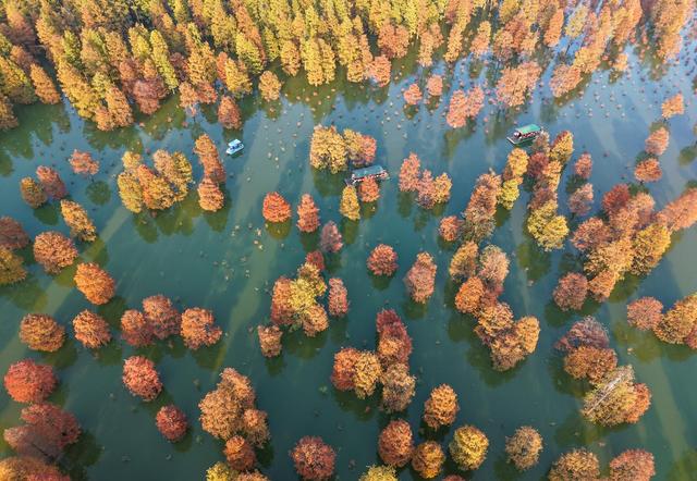 安徽庐江：水畔燃烈焰 池杉红似火
