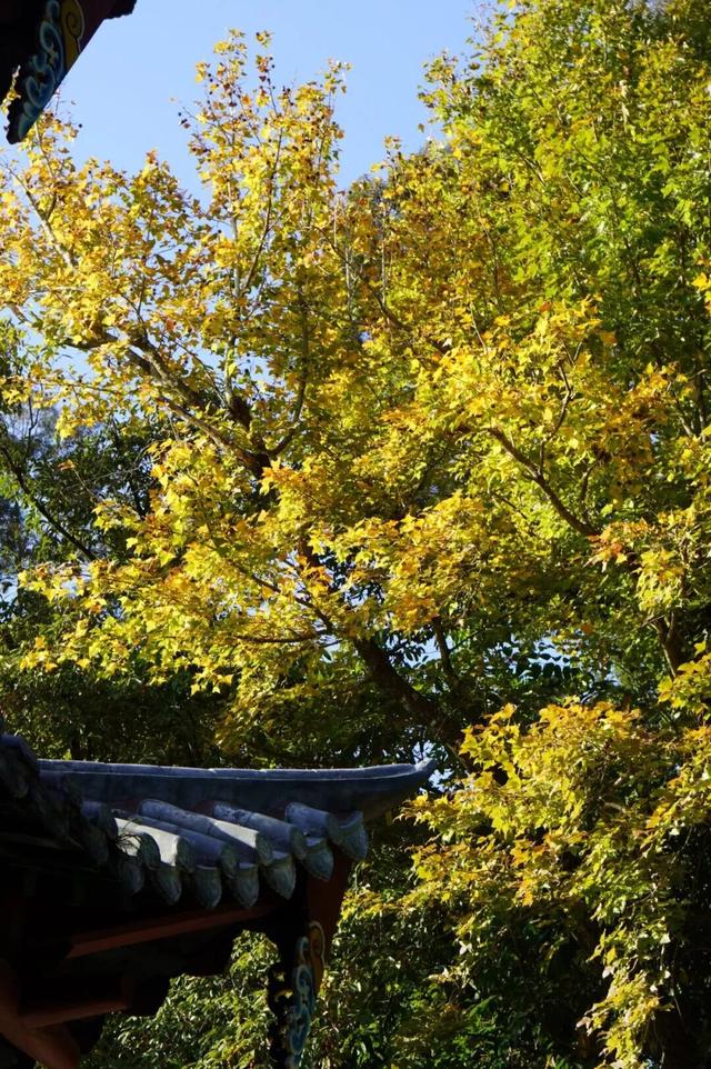 鼓山“枫”景太美啦！详细打卡点位戳→