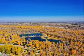 宝藏甘肃｜碧云天黄叶地 在金塔胡杨林领略绝美秋色图片