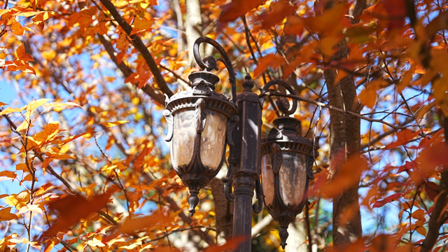 石林万家欢蓝莓庄园“枫”景正好