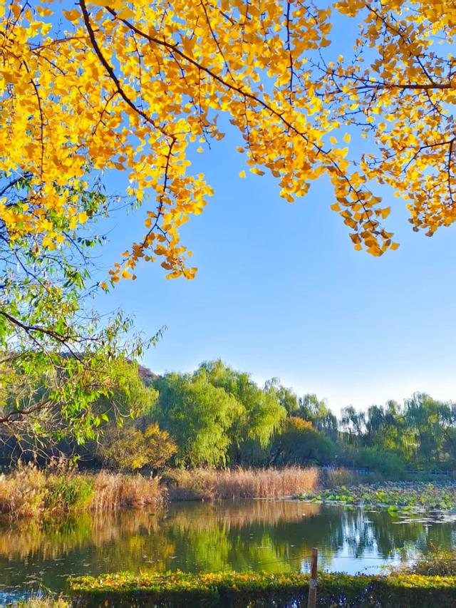 银杏抖落金箔，枫叶浸了酒红！国家植物园赏秋最佳时