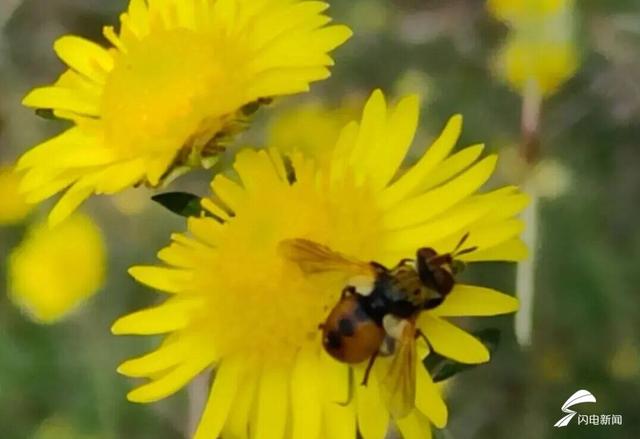 组图丨一大波美图来袭！泰山景区9个赏秋地超出片