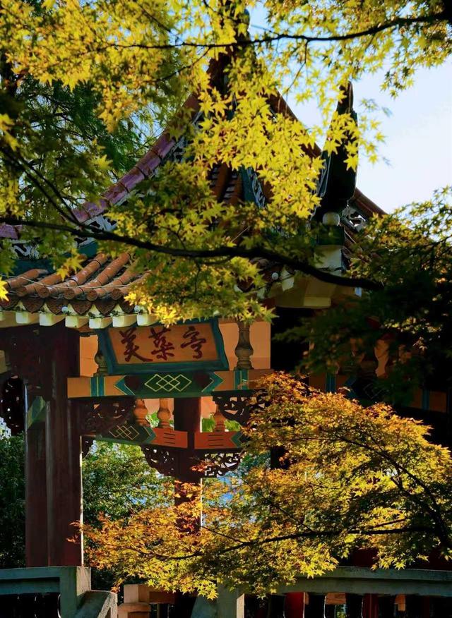 赏“枫”情万种，观层林尽染！一站式赏叶，来武汉植物园吧