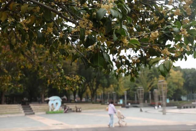 点 击 ↑ 看莲都的秋天