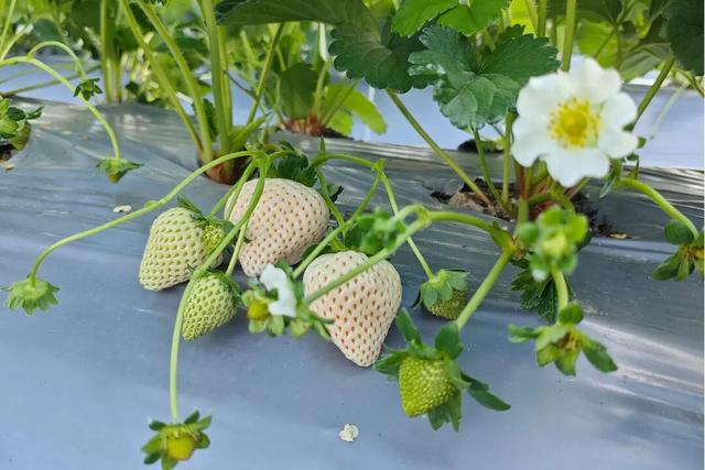 带上家人，到章驮乡摘甜甜的白草莓！