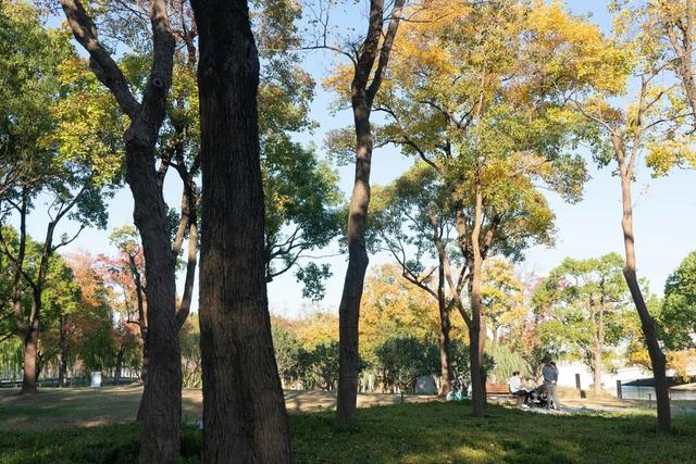 湖光金叶织秋韵