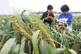 河北宣化“张杂谷”种植覆盖16省区4000万亩图片