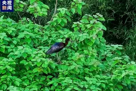 原来真有“五彩斑斓的黑”！图片