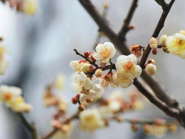 市中心赏梅季到了，免费打卡200余株梅花！这条路线打包冬日惊喜→