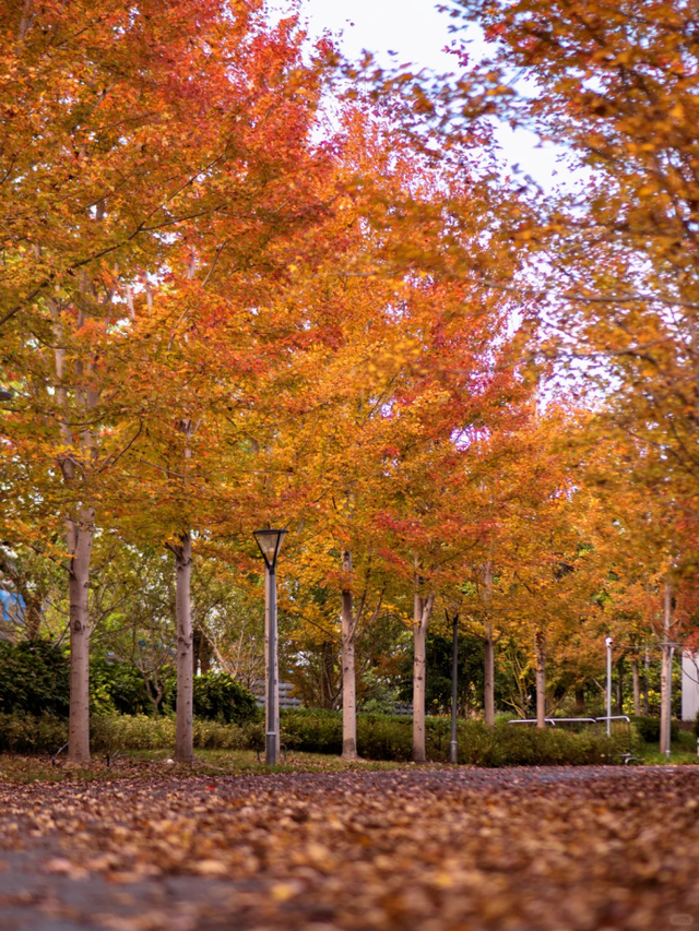 上海市区免费公园的枫叶大道红了！还有通往 “欧洲城堡” 的绝美旋梯→