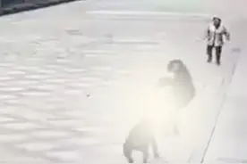 2岁女童遭烈犬撕咬，狗主人可能面临什么刑罚？图片