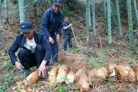 武夷山村民纷纷上山挖春笋图片